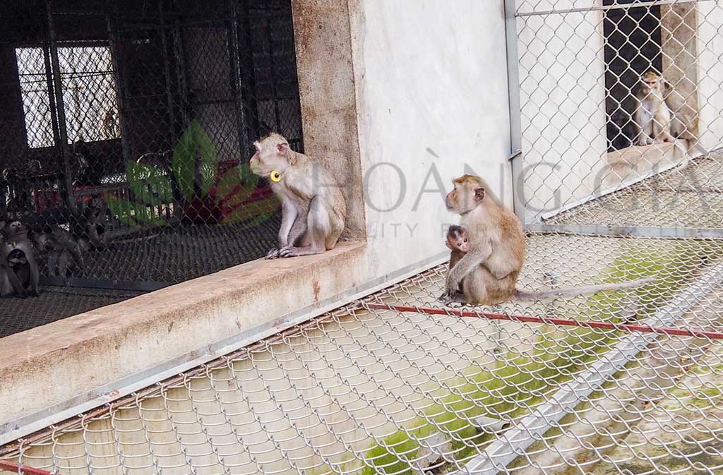 Khỉ sinh sản - Trang trại Hoàng Gia