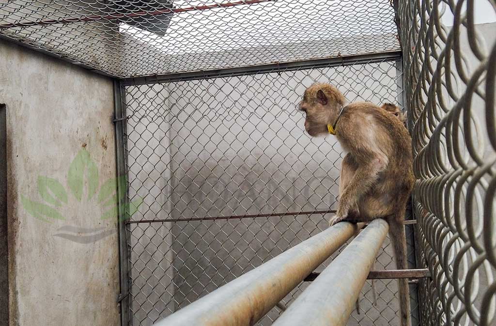 khỉ được đeo vòng cổ, gắn chíp UHF để kiểm soát.